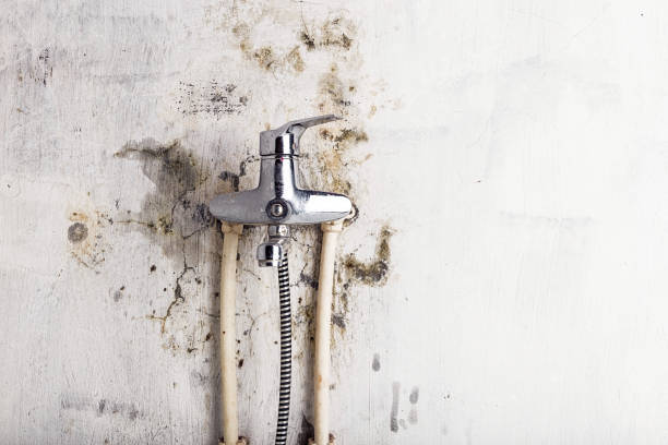 Home Mold Removal in Montevallo, AL
