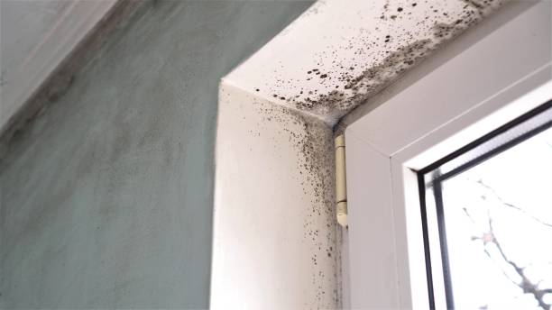 Best Office Mold Removal Services  in Montevlo, AL