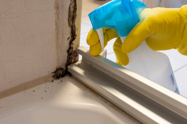 Best Mold Damage Repair  in Montevlo, AL