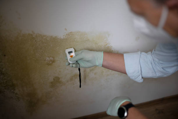 Attic Mold Removal in Montevallo, AL