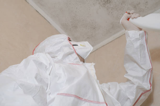 Best Best Mold Removal Companies  in Montevlo, AL