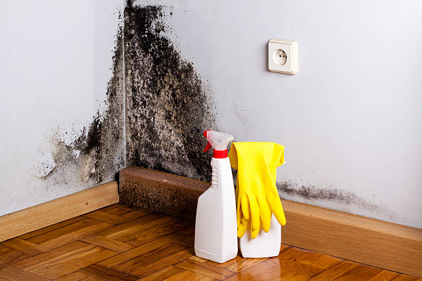 Best Crawl Space Mold Removal  in Montevlo, AL
