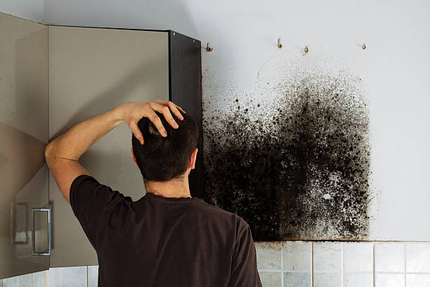 Best Black Mold Removal  in Montevlo, AL