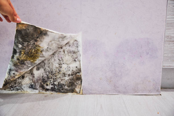 Professional Mold Removal in Montevallo, AL